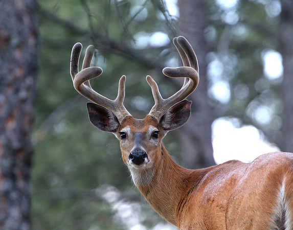 White-tailed Deer Buck in Velvet - Custer State Park, South Dako