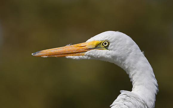 Great Egret - Ojai, California