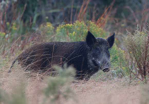Wild Boar - Aransas NWR, Texas