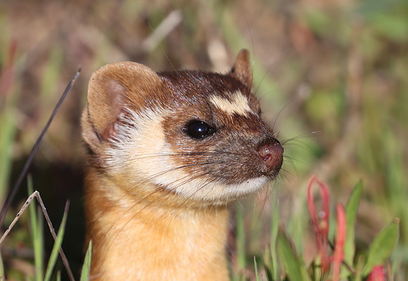 Long-tailed Weasel - Point Reyes, California