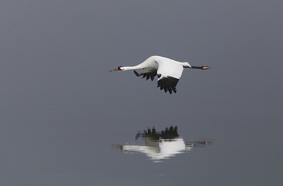 Whooping Crane - Aransas, Texas