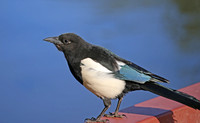 Black-billed Magpie - Anchorage, Alaska