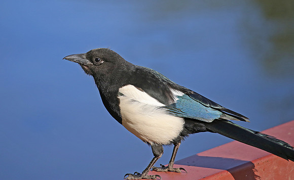 Black-billed Magpie - Anchorage, Alaska