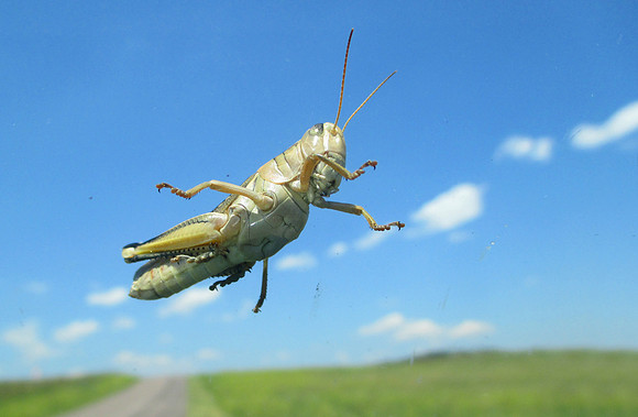 Grasshopper on Windshield - Badlands National Park, South Dakota