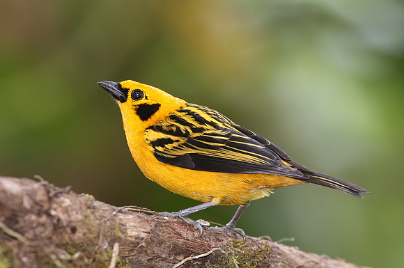 Golden Tanager - Mindo, Ecuador