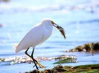 Snowy Egret with Sculpin - Santa Barbara, California