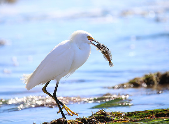 Snowy Egret with Sculpin - Santa Barbara, California