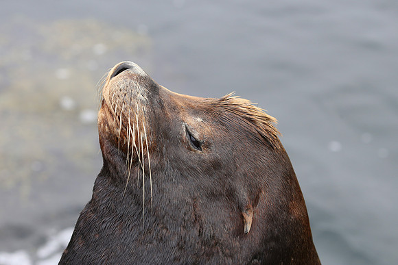 California Sea Lion - Monterey, CA