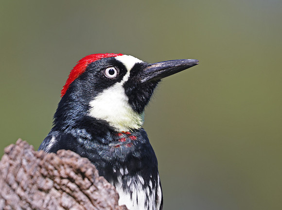 Acorn Woodpecker - Ojai, California
