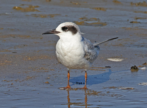 Forster's Tern - Ventura, California