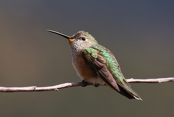 Broad-tailed Hummingbird - Pikes Peak, CO