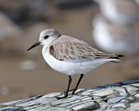 Sanderling - Santa Barbara, California