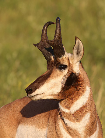 Pronghorn Buck - Cave Winds National Park