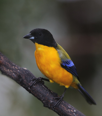 Black-chinned Mountain-tanager - Mindo, Ecuador