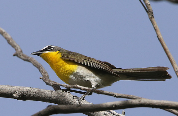 Yellow-breasted Chatl - Big Bend National Park, Texas