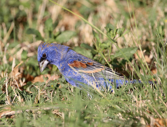 Blue Grosbeak - Big Bend National Park, Texas