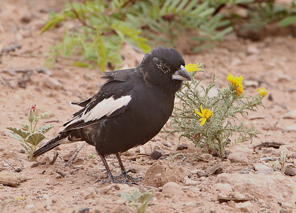 Lark Bunting - Big Bend National Park, Texas