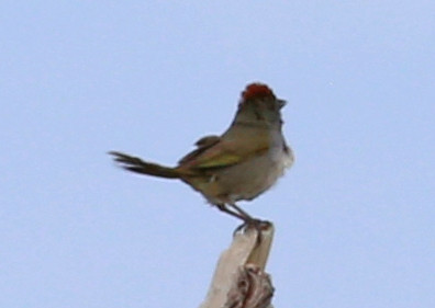 Green-tailed Towhee - Park City, Utah