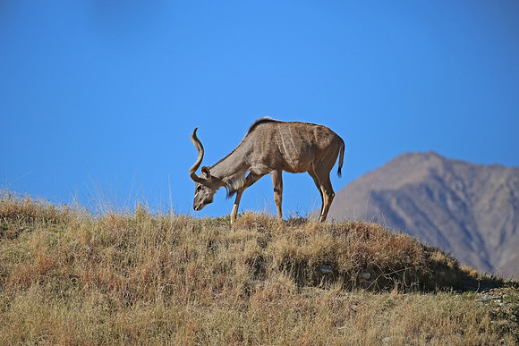 Greater Kudu Atelope - CAPTIVE - Palm Springs Desert Zoo, Califo