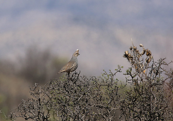 Scaled Quail - Big Bend National Park, Texas
