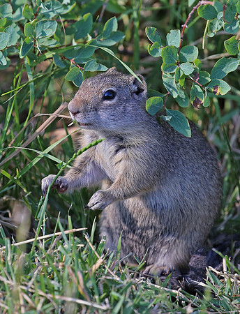 Uinta Ground Squirrel - Park City, Utah