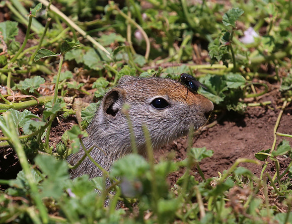 Uinta Ground Squirrel - Park City, Utah