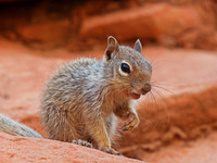 Ground Squirrels