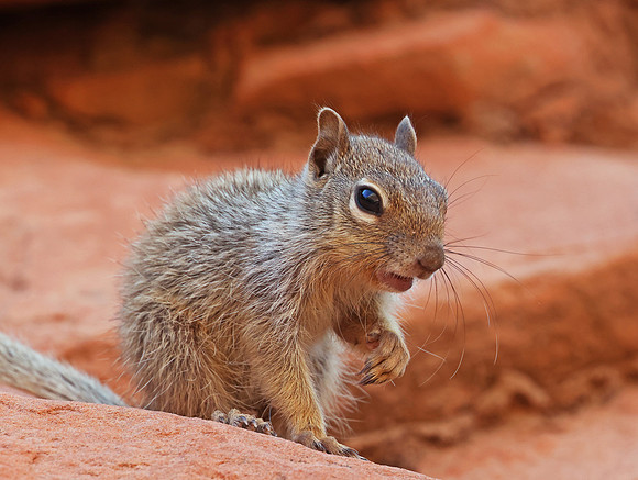 Rock Squirrel - Bryce Canyon National Park, Utah