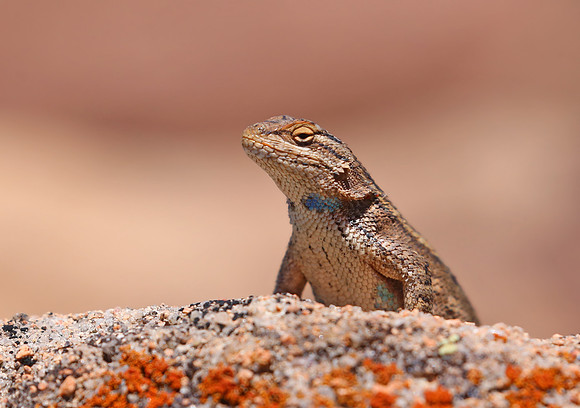 Plateau Fence Lizard - New Mexico