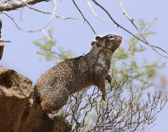 Rock Squirrel - Big Bend National Park, Texas