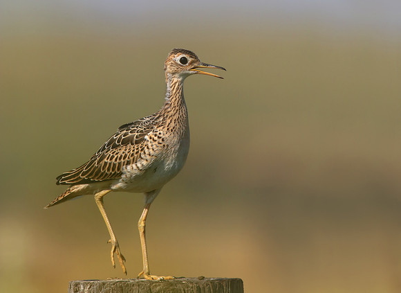 Upland Sandpiper - South Dakota