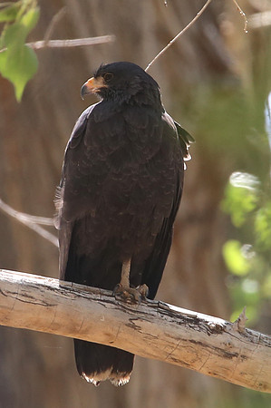 Common Black Hawk - Big Bend National Park, Texas