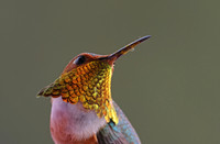 Allen's Hummingbird - Camarillo, California