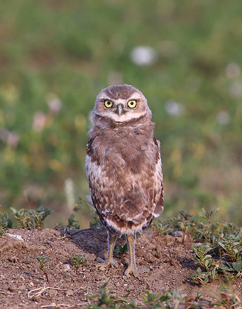 Burrowing Owl - Badlands National Park, South Dakota