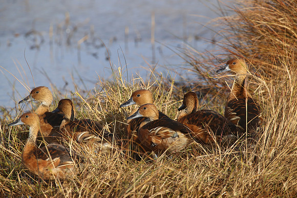 Fulvous Whistling-Duck - Anahuac NWR, Texas