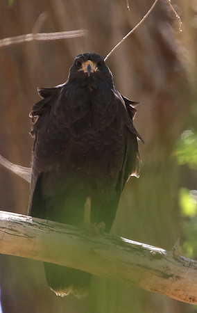 Common Black Hawk - Big Bend National Park, Texas