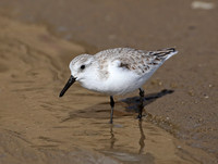 Sanderling - Santa Barbara, California
