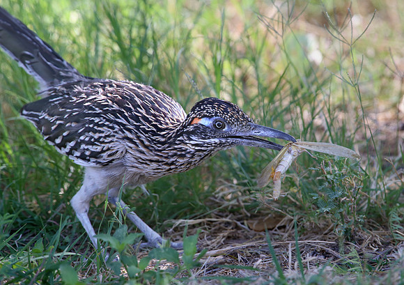 Greater Roadrunner with Grassopper - Big Bend National Park, Tex