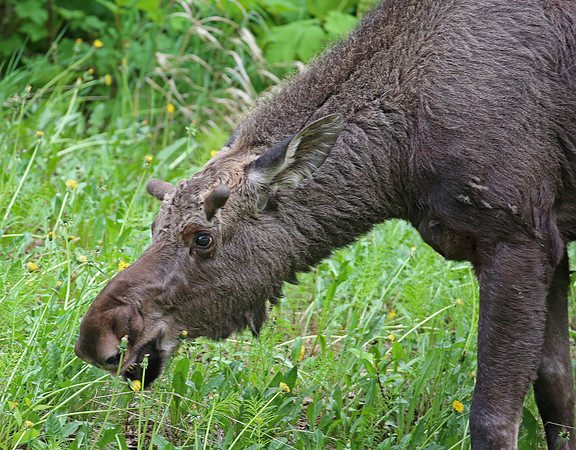 Moose - Anchorage, Alaska