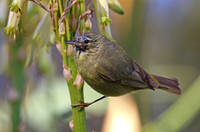 Orange-crowned Warbler - Escondido, California