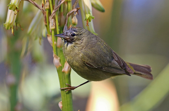 Orange-crowned Warbler - Escondido, California