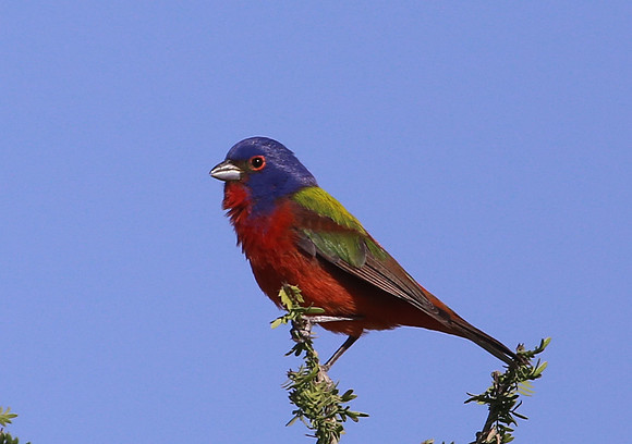 Painted Bunting - Big Bend National Park, Texas