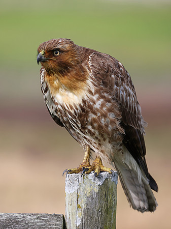 Red-tailed Hawk - Point Reyes, California
