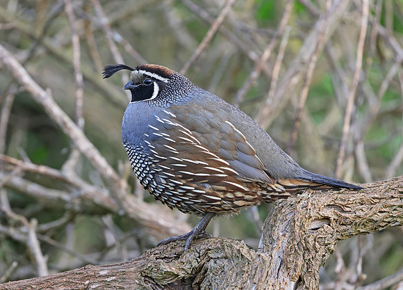 California Quail - Point Reyes, California