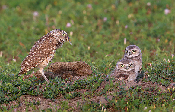 Burrowing Owls with Prey - Badlands National Park
