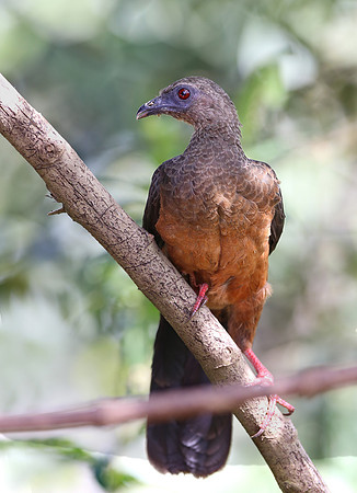 Sickle-winged Guan - Paz de las Aves - Mindo, Ecuador