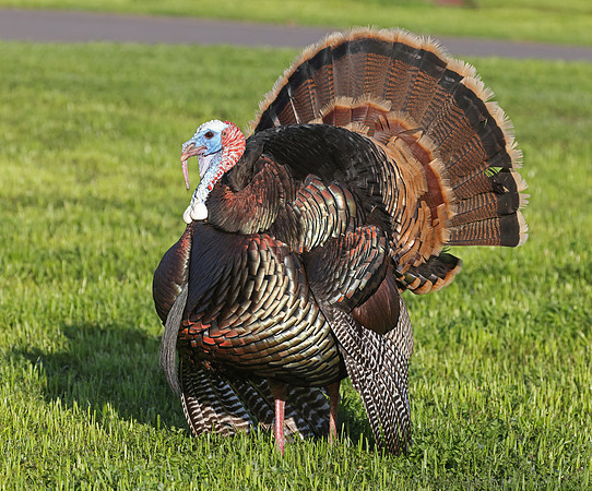 Wild Turkey - Point Reyes, California