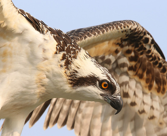 Osprey - Chicago, Illinois