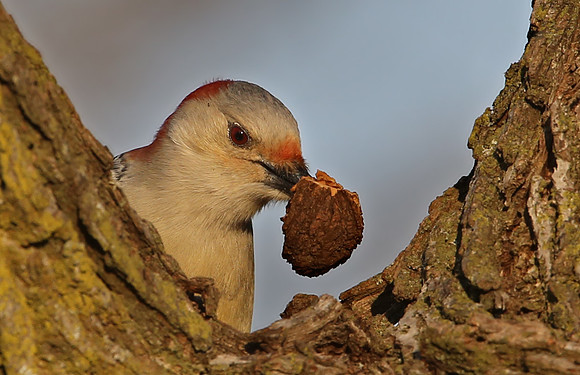 Red-bellied Woodpecker
