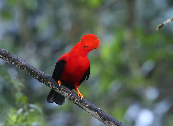 Andean Cock-Of-The-Rock - Mindo, Ecuador